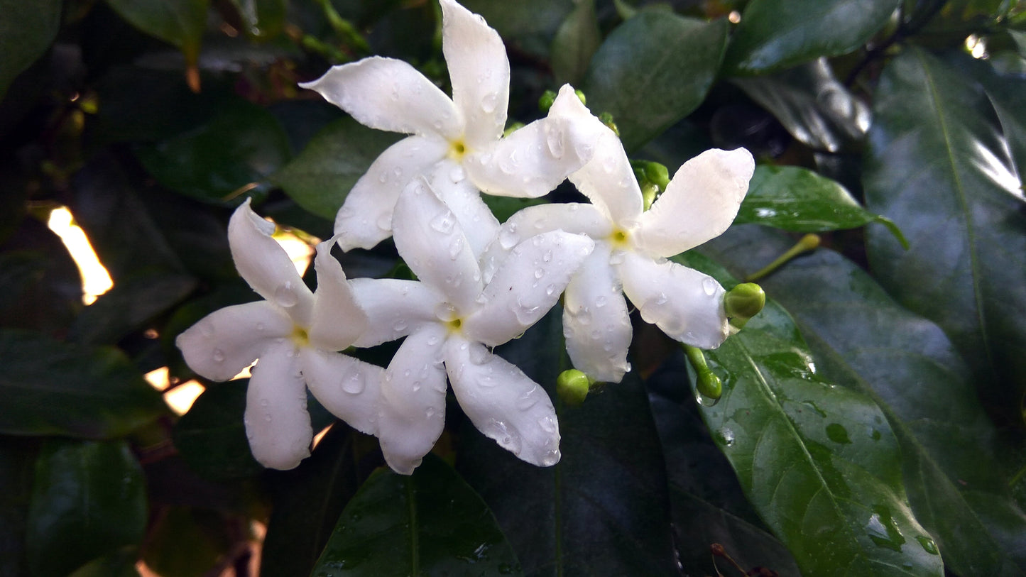 Bio-Festseife – Jasmin & Kamillenblüten (90 g)