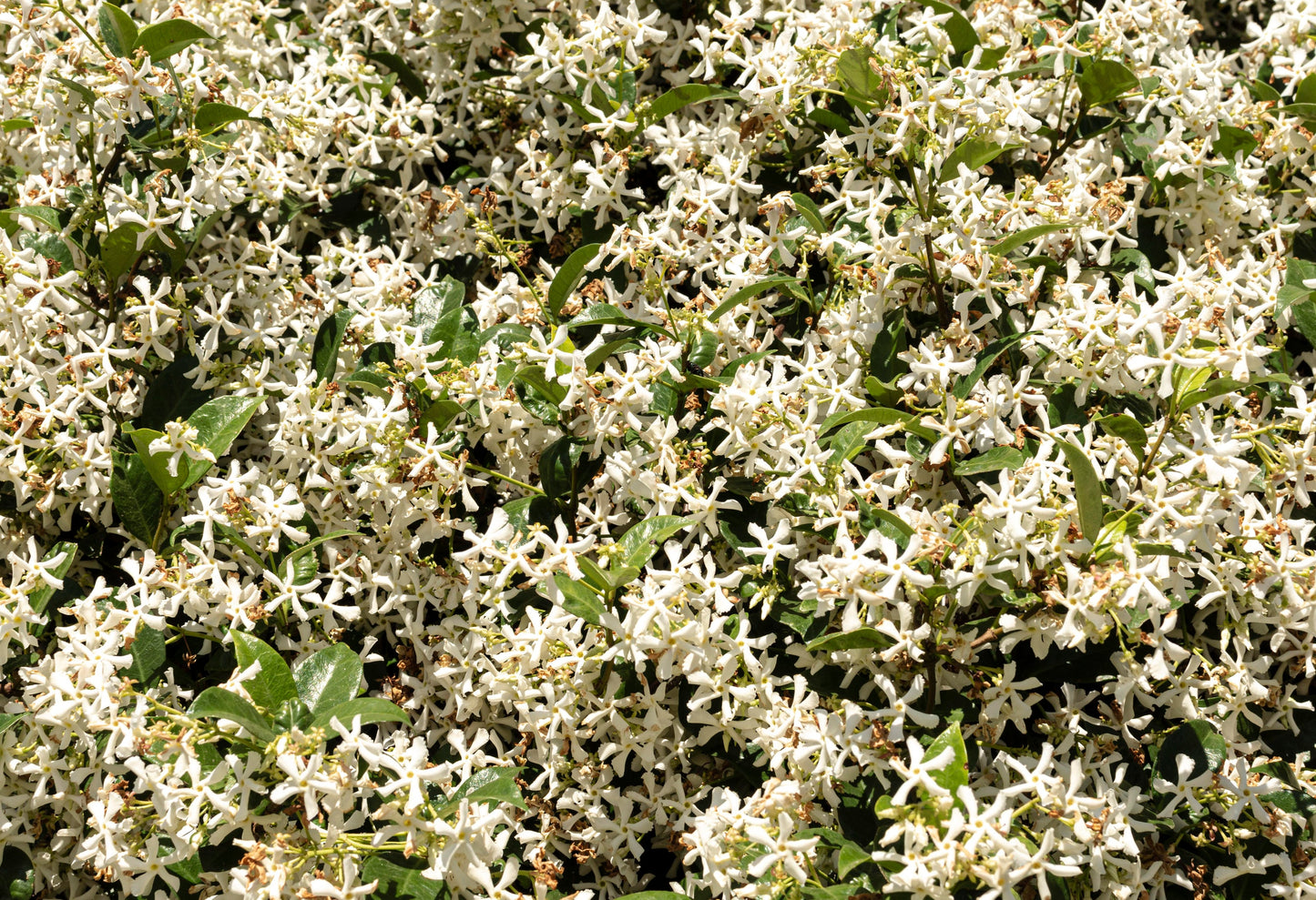 Bio-Festseife – Jasmin & Kamillenblüten (90 g)