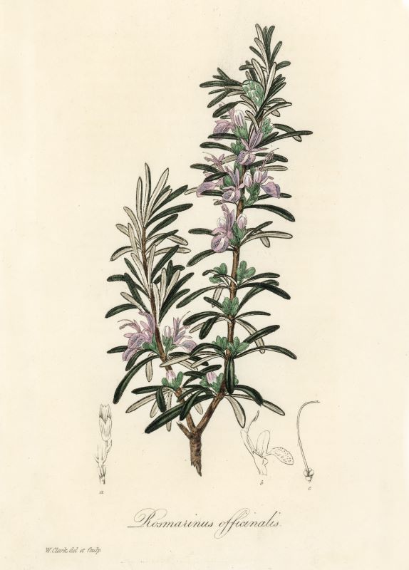 Geschenkset Lavendel & Rosmarin (1 Stück – auf Bestellung gefertigt)