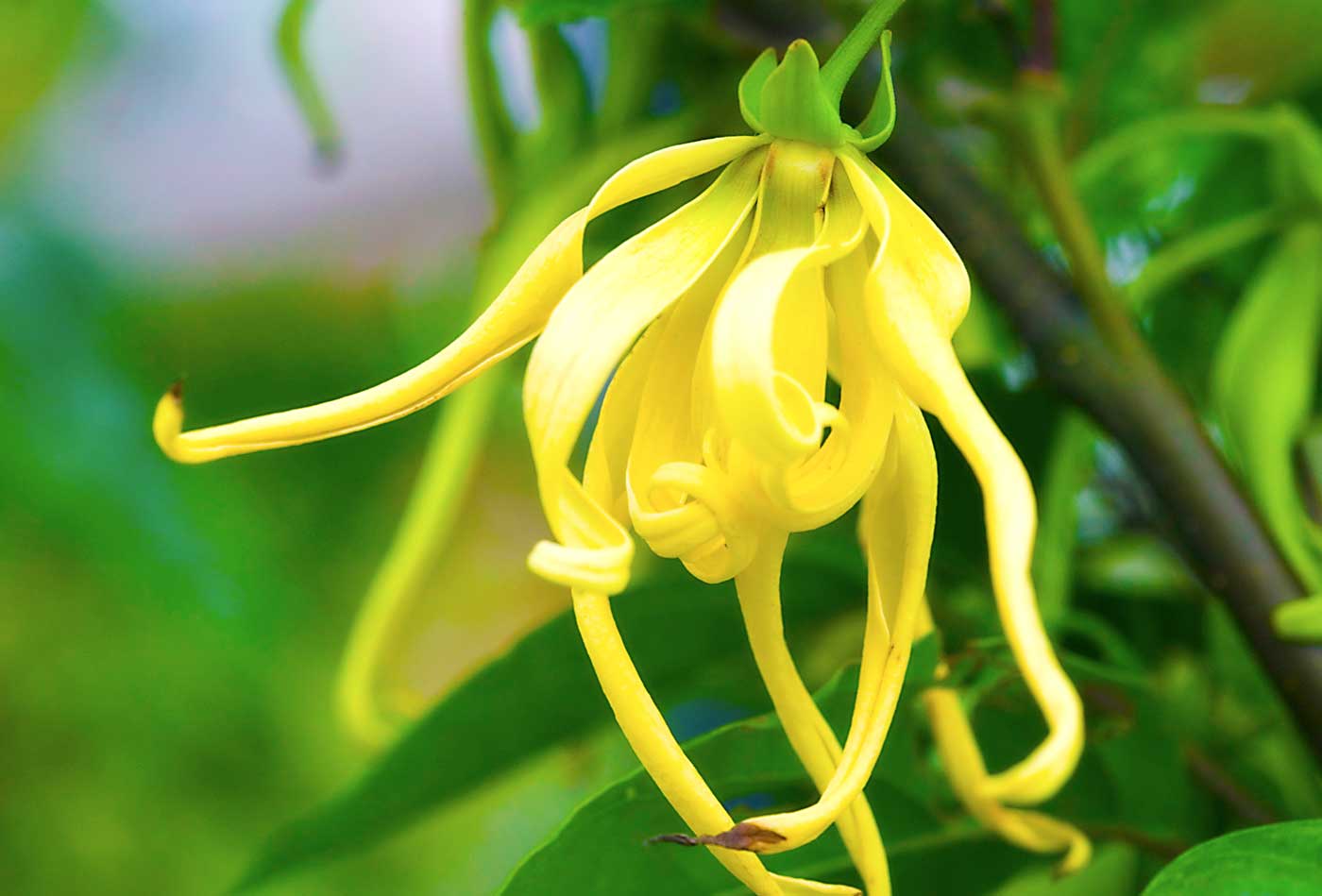 Regenerierender Körperbalsam mit Ylang-Ylang – 100 ml