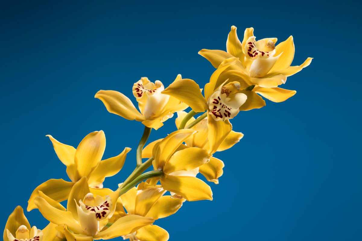 Regenerierender Körperbalsam mit Ylang-Ylang – 100 ml